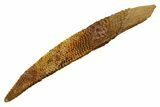Fossil Shark (Asteracanthus) Dorsal Spine - Kem Kem Beds #329274-1